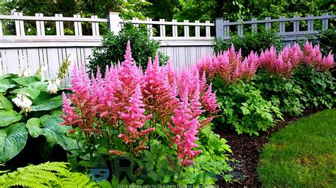 Top 5 Deer Resistant Plants For Your Kalamazoo Landscape Randa Landscaping