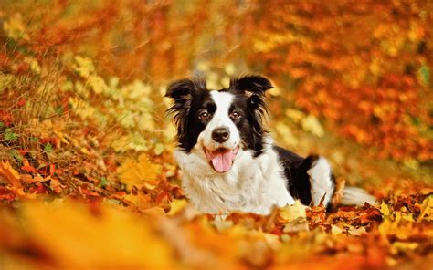 Fall Animals Wallpapers Wallpaper Cave