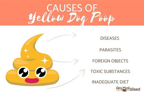 Why Is My Dogs Poop Yellow Petsmartgo