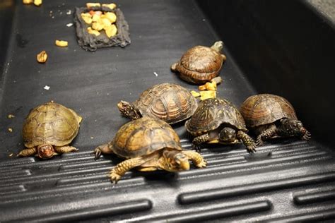 Baby Box Turtles Hatching