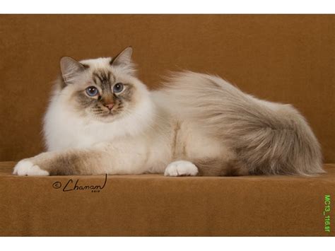 Birman Cat Colors Colours Of The Birman Cat Our Goal Is To Place
