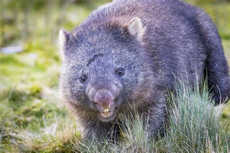 Wombat Types Caractéristiques Habitat Et Curiosités