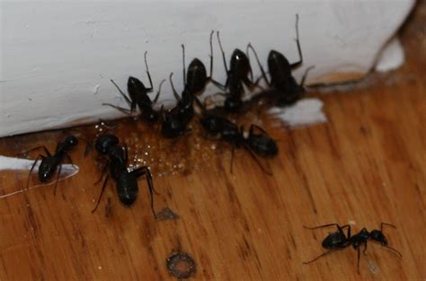 We did not find results for: Carpenter Ants :: Mississauga Pest Control .ca :: How to ...