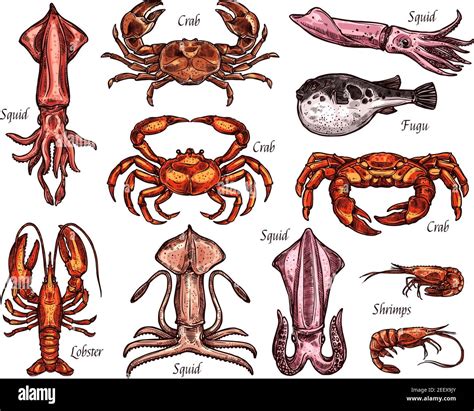 Sea Animal And Ocean Fish Sketches Lobster Crab And Shrimp Squid