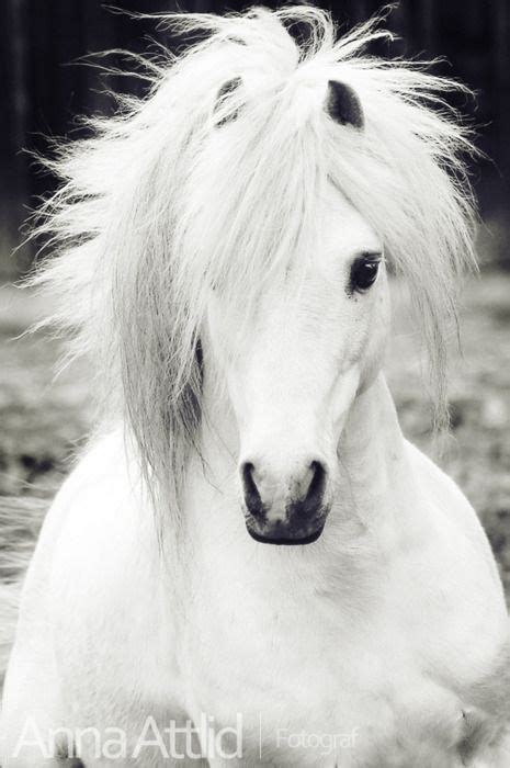 It is a dominant genetic trait. And this beautiful white horse looks like Sir Richard's ...