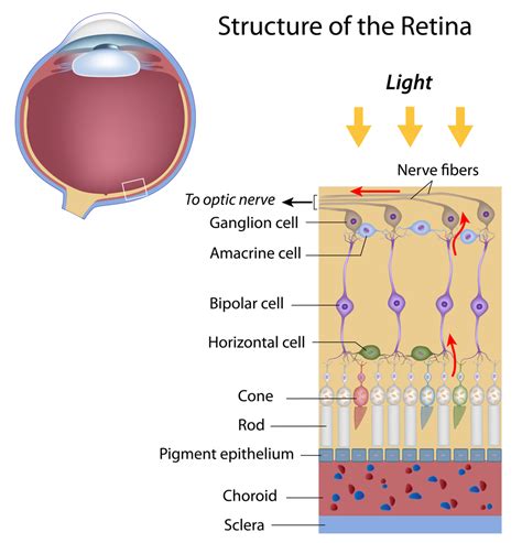 Layers Of The Retina Slidesharetrick