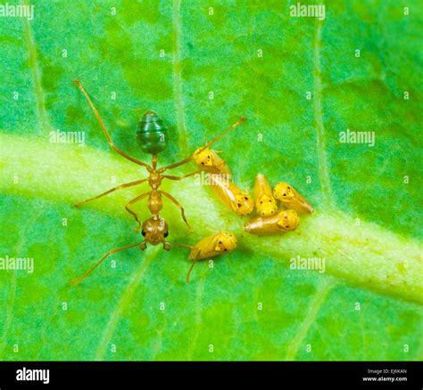 Green Tree Ants Oecophylla Smaragdina Milking A Type Of Hopper In The