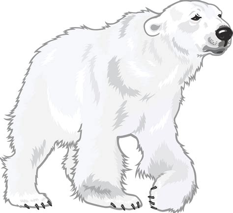 0 Result Images Of Polar Bear Png Drawing Png Image Collection