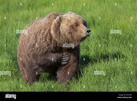 Grizzly Bear Coastal Brown Bear Ursus Arctos Horribilis Scratching