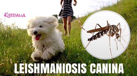 Leishmaniosis Evitar Que El Mosquito Pique A Tu Perro Criadores Yorkshire Madridcriadores