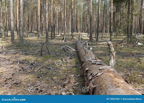 A Fallen Tree In A Forest Stock Image Image Of Outdoor 75561967