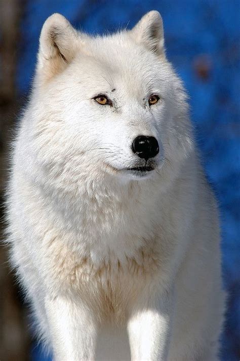 Arctic Wolf By Kingarfer Wolf Photos Wolf Pictures Wildlife Pictures