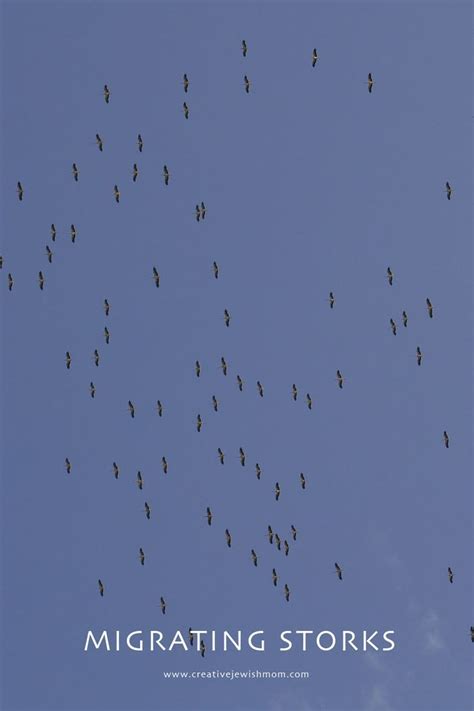 Migrating Storks And A Few Egret In Northern Israel Stork Nature