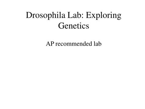 Ppt Drosophila Lab Exploring Genetics Powerpoint Presentation Free Download Id151176