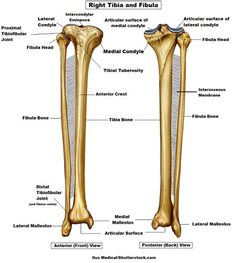 Human Skeleton System Tibia And Fibula Bones Anterior View Anatomy My