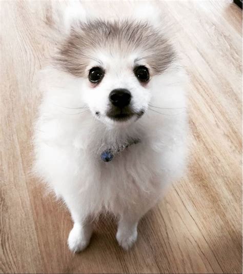 Meet 15 Of The Cutest Fox Face Pomeranians In The World Page 3 Of 8
