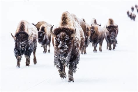 Bison Free Stock Photo Public Domain Pictures