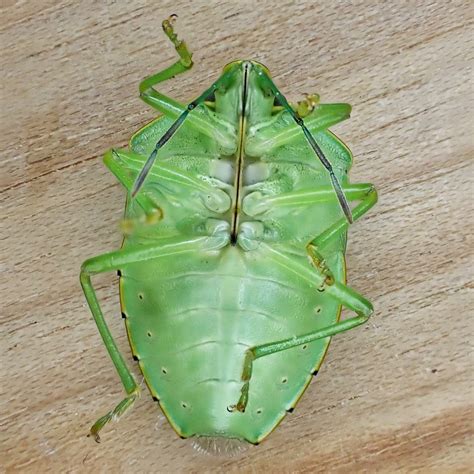 Chinavia Hilaris Green Stink Bug 10000 Things Of The Pacific Northwest
