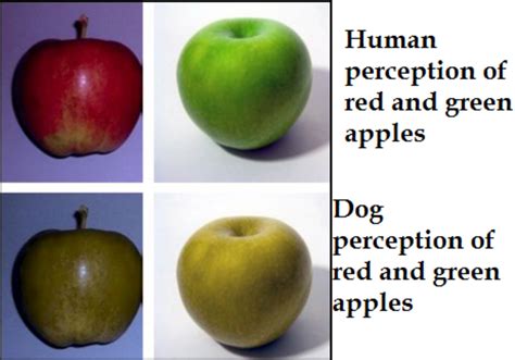 Dogs and humans see and experience color differently. Discovering How Dogs See Color - Dog Discoveries