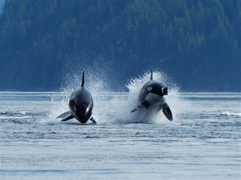 British Columbia Whale Watching Vancouver Island Orca Wildlife Viewing