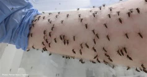 Scientist Lets Thousands Of Mosquitoes Bite His Arm In The Name Of