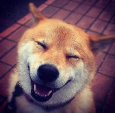 Manu The Happiest Dog On Instagram Daily Star