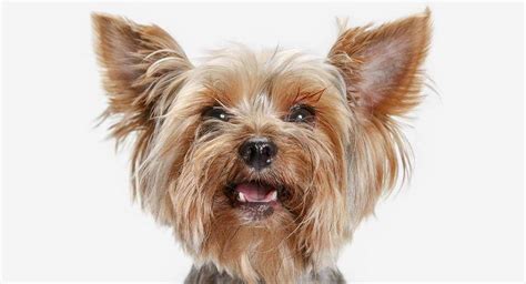 Yorkshire Terrier Yorkie Puppies Call Or Text 787 340 0110 Ph