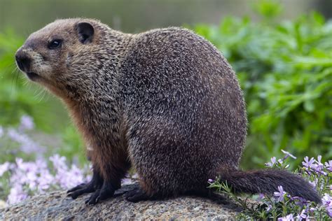 Woodchuck or Groundhog (Marmota monax)