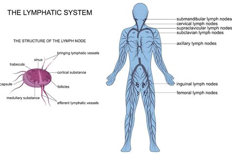 Your Brain And Your Lymphatic System Heather Dane