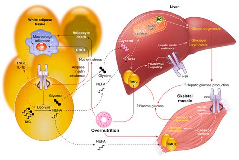 Pathophysiology Of Insulin Resistance