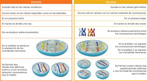 Numero De Cromosomas De La Celula Madre En La Meiosis Compartir Celular