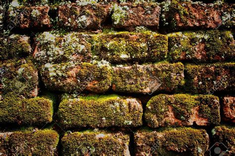 Moss On The Old Brick Wall Stock Photo 10161000 Old Brick Wall Old