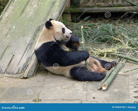 Panda Der Bambus Isst Stockfoto Bild Von Haar Schätzchen 35669106
