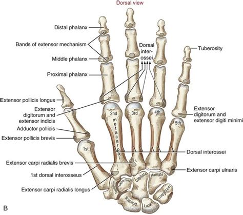 Structure And Function Of The Hand Musculoskeletal Key