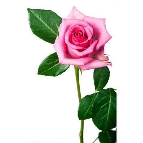 Photo Fleur Rose • Les Plus Belles Photos Par Bonjour Nature
