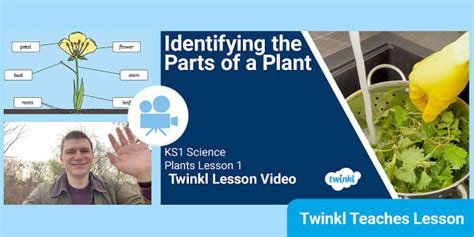 Identifying Parts Of A Plant Video Lesson Ks1 Biology