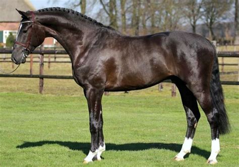 Dutch Warmblood Or Kwpn Stallion Olympic Level Competition Horse From