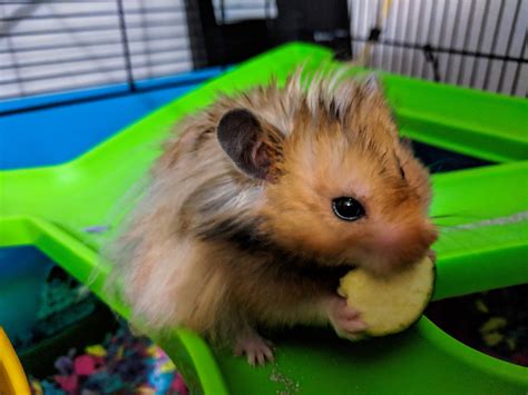 Hamster Eating Free Stock Photo Public Domain Pictures