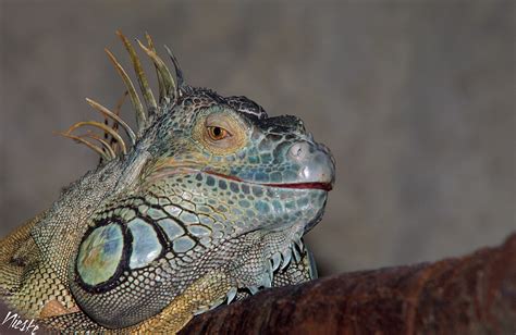 Nieskes Fotosite Groene Leguaan Green Iguana