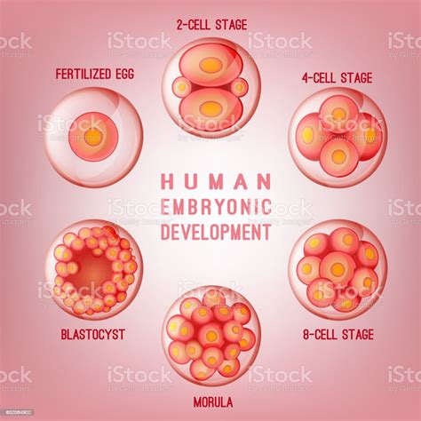 Embryo Development Image Stock Illustration Download Image Now Istock