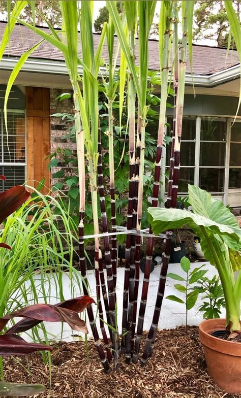 Sugarcane As Ornamental Plant Gardening