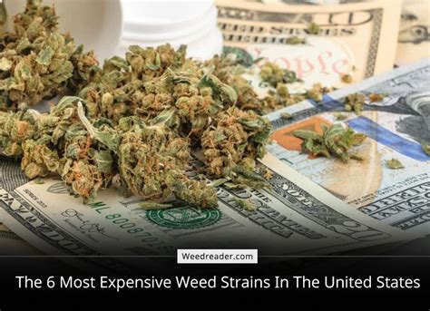 Most Expensive Cannabis Strains In The United States Weed Reader