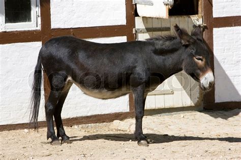 Common Domestic Donkey Equus Asinus Stock Image Colourbox