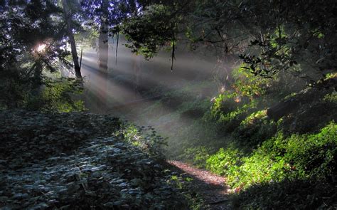 Nature Landscape Forest Sun Rays Mist Path Trees Shrubs Morning