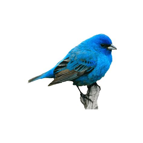 Eastern Bluebird Png Images Transparent Hd Photo Clipart In 2023
