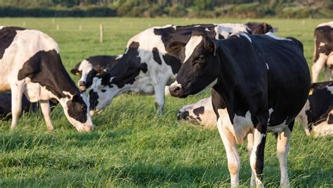 More Details Revealed On Proposed Dairy Reduction Scheme