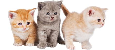 American shorthair kittens for sale. The American Shorthair Cat - Cat Breeds Encyclopedia