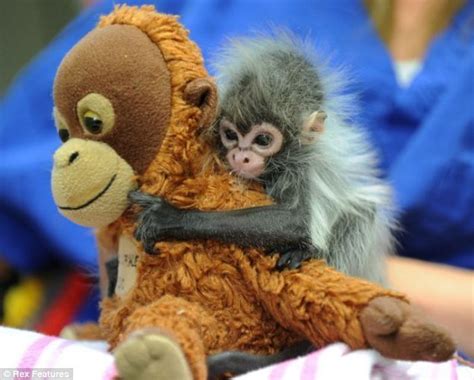 Cute Alert Cuddly Toy Is Spider Monkeys Replacement Mum Cuddly Toy