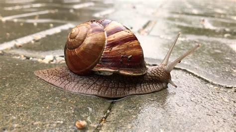 Snail Snail Moving Forward Slowly With Moving Head Youtube