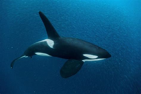 Baleia Orca Características Como Vivem E Curiosidades